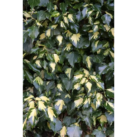 Hedera helix 'Goldheart'