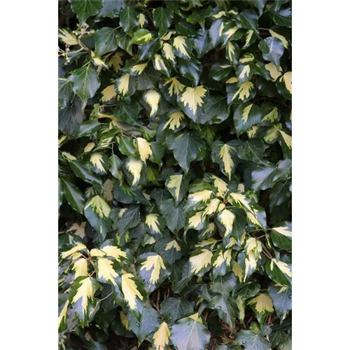 Hedera helix 'Goldheart'