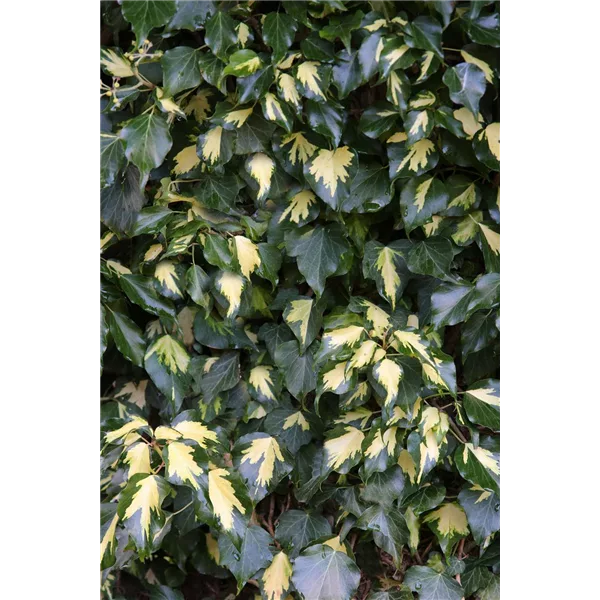 Hedera helix 'Goldheart'