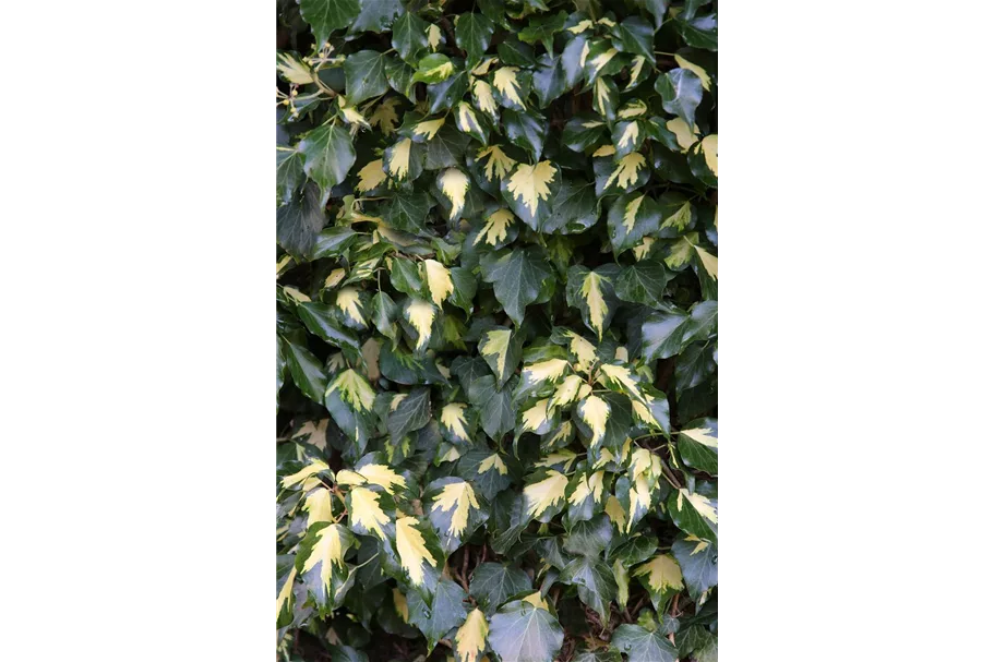 Hedera helix 'Goldheart' Topfgröße 2 Liter, Höhe 40-60cm