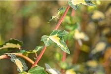 Hedera helix 'Goldheart' Topfgröße 2 Liter, Höhe 40-60cm