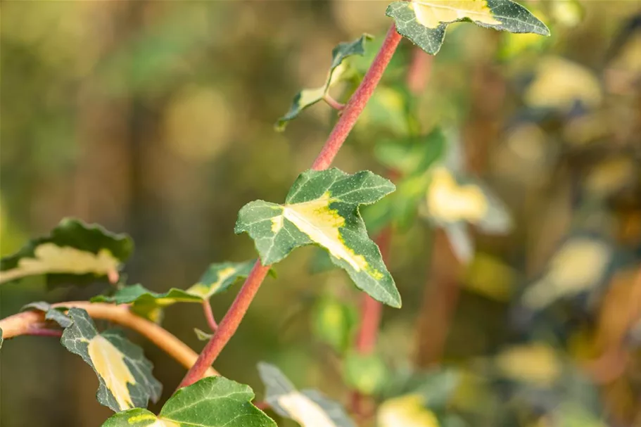 Hedera helix 'Goldheart' Topfgröße 2 Liter, Höhe 40-60cm