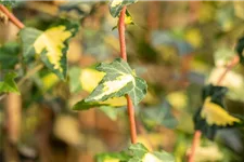 Hedera helix 'Goldheart' Topfgröße 2 Liter, Höhe 40-60cm