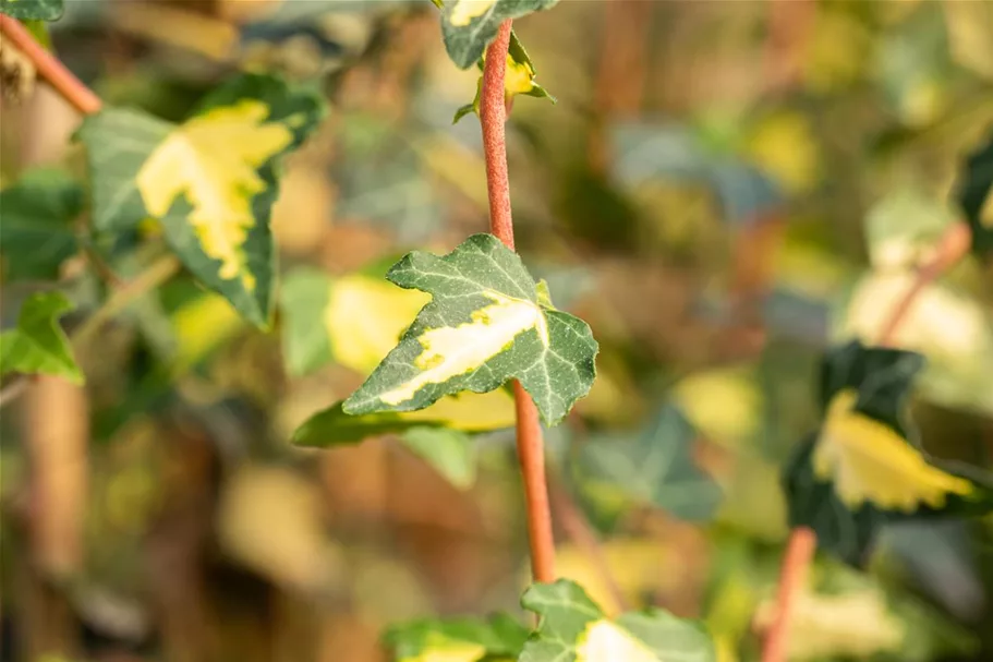 Hedera helix 'Goldheart' Topfgröße 2 Liter, Höhe 40-60cm