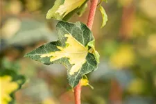 Hedera helix 'Goldheart' Topfgröße 2 Liter, Höhe 40-60cm