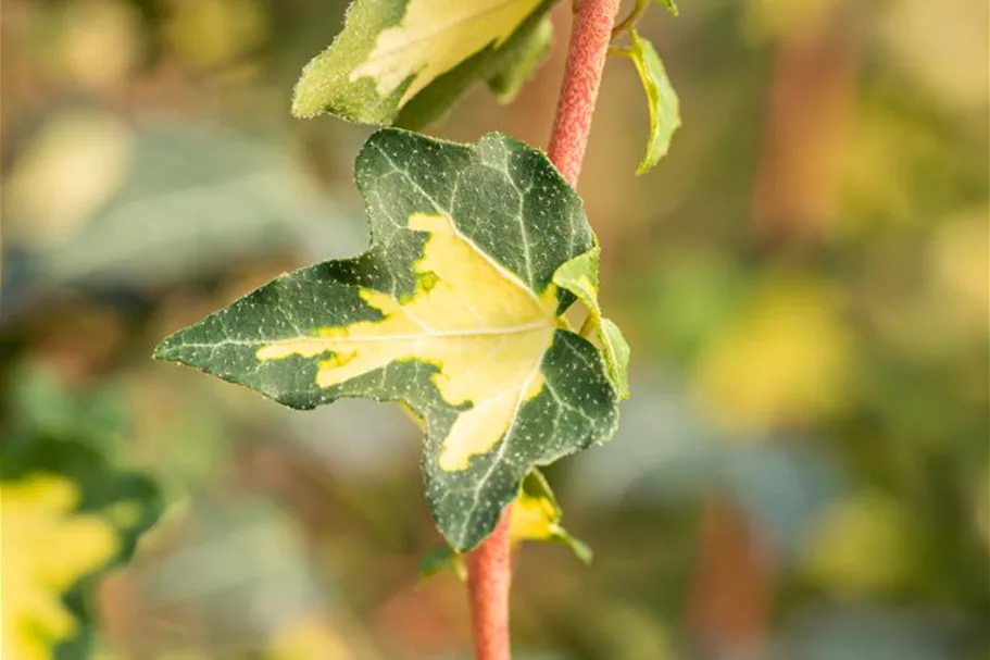 Hedera helix 'Goldheart' Topfgröße 2 Liter, Höhe 40-60cm