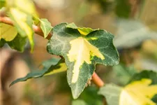 Hedera helix 'Goldheart' Topfgröße 2 Liter, Höhe 40-60cm