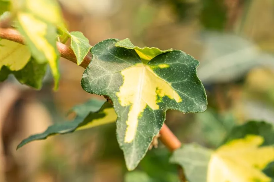 Hedera helix 'Goldheart' Topfgröße 2 Liter, Höhe 40-60cm