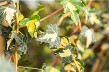 Hedera helix 'Goldheart' Topfgröße 2 Liter, Höhe 40-60cm