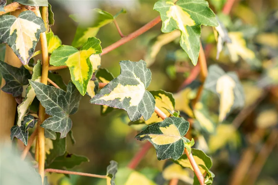 Hedera helix 'Goldheart' Topfgröße 2 Liter, Höhe 40-60cm