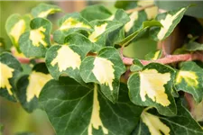 Hedera helix 'Goldheart' Topfgröße 2 Liter, Höhe 40-60cm