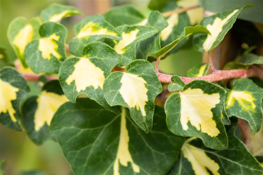 Hedera helix 'Goldheart' Topfgröße 2 Liter, Höhe 40-60cm