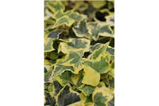 Hedera helix 'Goldchild'