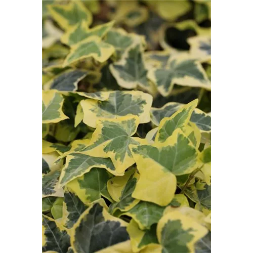 Hedera helix 'Goldchild'