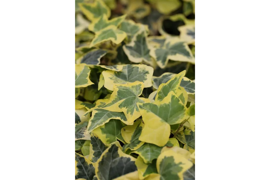 Hedera helix 'Goldchild'