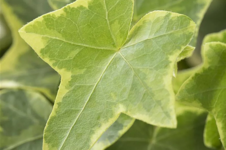 Hedera helix 'Goldchild'