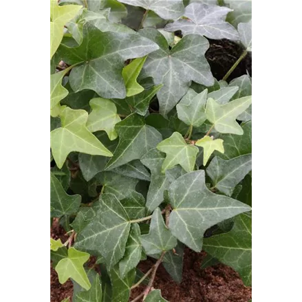 Hedera helix