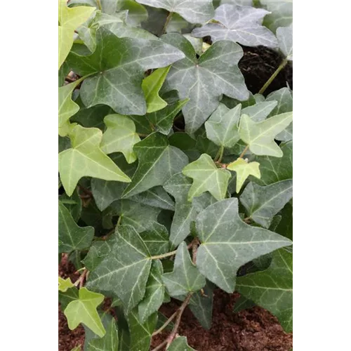 Hedera helix