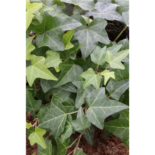 Hedera helix