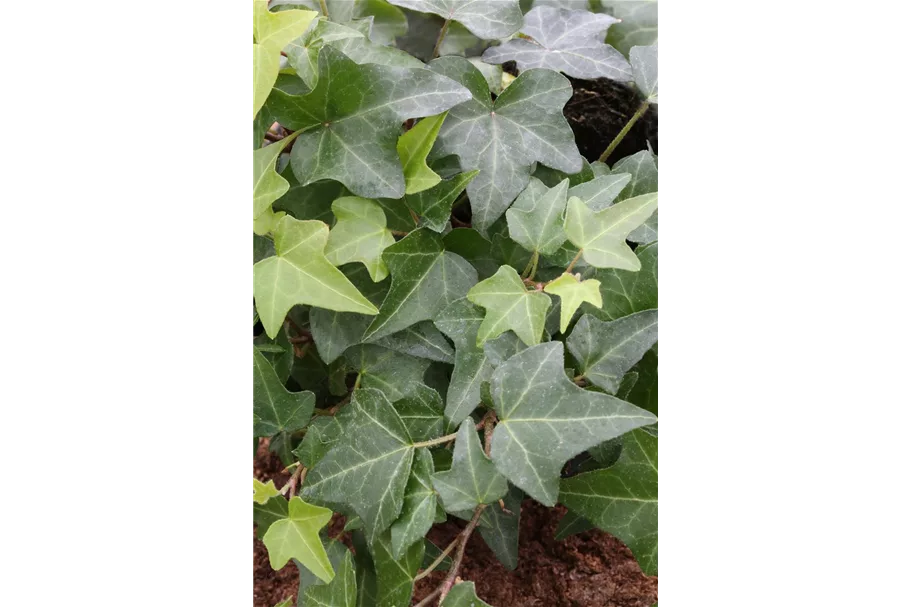 Hedera helix Topfgröße 2 Liter, Höhe 40-60cm