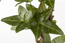 Hedera helix Topfgröße 2 Liter, Höhe 40-60cm