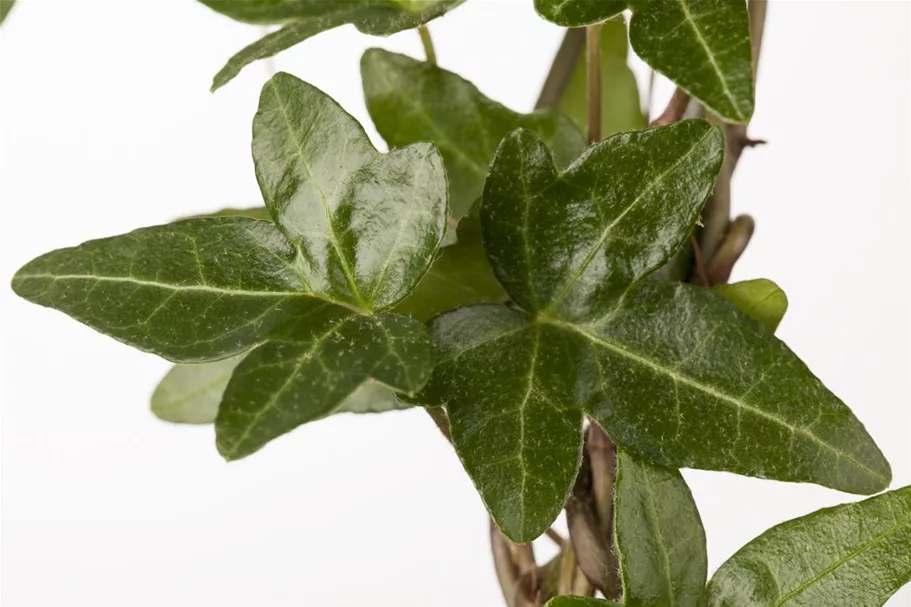 Hedera helix Topfgröße 2 Liter, Höhe 40-60cm