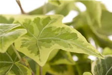 Hedera helix Topfgröße 2 Liter, Höhe 40-60cm