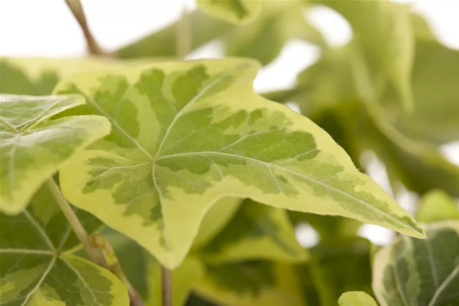 Hedera helix Topfgröße 2 Liter, Höhe 40-60cm