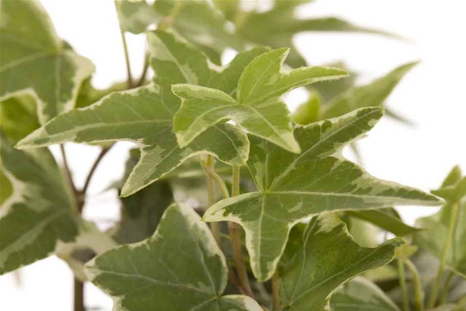 Hedera helix Topfgröße 2 Liter, Höhe 40-60cm