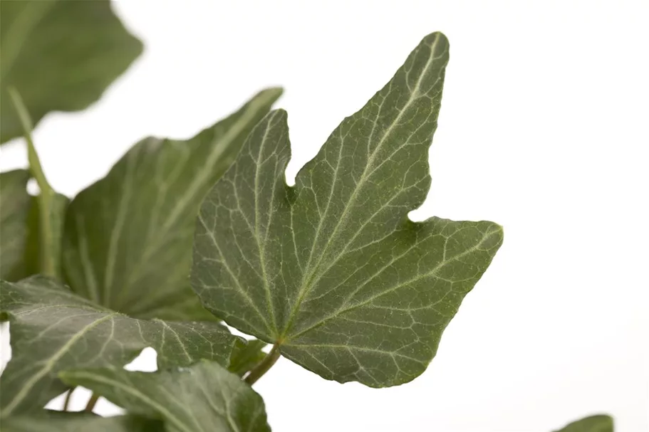 Hedera helix Topfgröße 2 Liter, Höhe 40-60cm