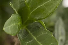 Hedera helix Topfgröße 2 Liter, Höhe 40-60cm