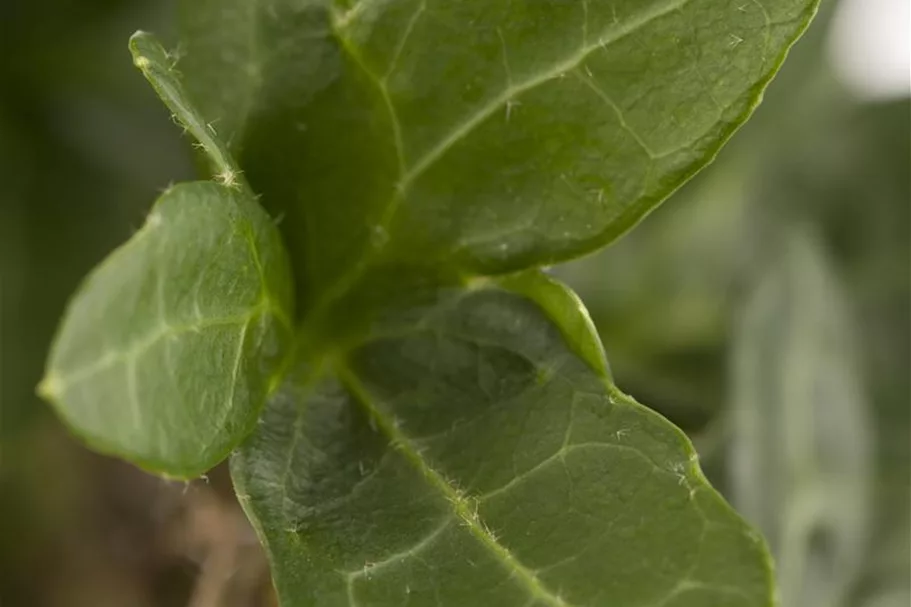 Hedera helix Topfgröße 2 Liter, Höhe 40-60cm