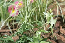 Hedera helix Topfgröße 2 Liter, Höhe 40-60cm