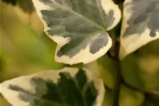 Hedera algeriensis 'Gloire de Marengo' C 2 / 40-60