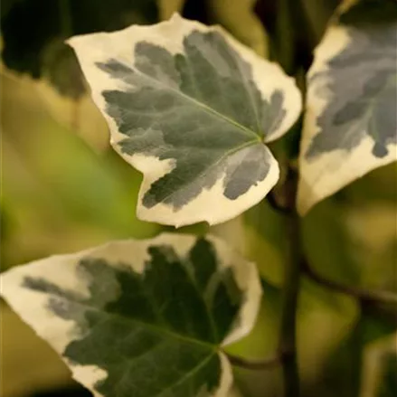 Hedera algeriensis 'Gloire de Marengo'