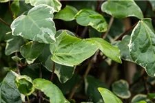 Hedera algeriensis 'Gloire de Marengo' C 2 / 40-60