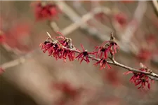 Hamamelis intermedia 'Ruby Glow' Topfgröße 5 Liter, 50- 60