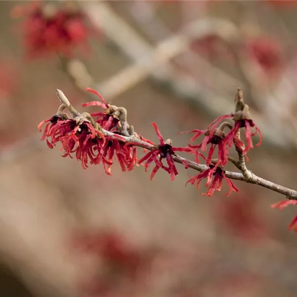 Hamamelis intermedia 'Ruby Glow'