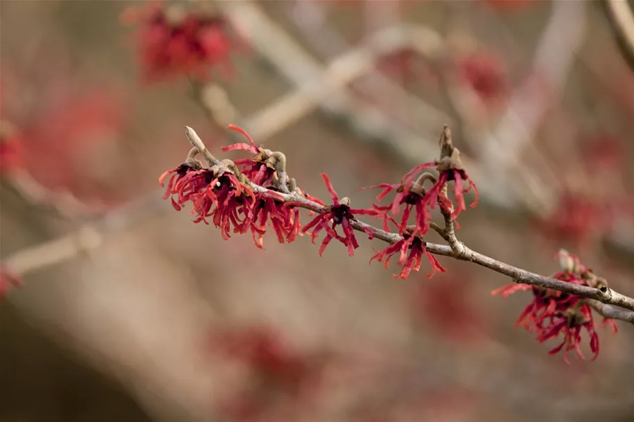 Hamamelis intermedia 'Ruby Glow' Topfgröße 5 Liter, 50- 60