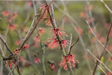 Hamamelis intermedia 'Ruby Glow' Topfgröße 5 Liter, 50- 60