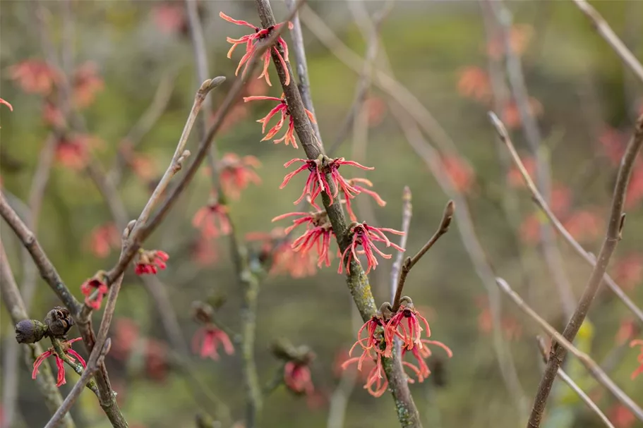 Hamamelis intermedia 'Ruby Glow' Topfgröße 5 Liter, 50- 60