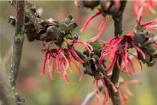 Hamamelis intermedia 'Ruby Glow' Topfgröße 5 Liter, 50- 60