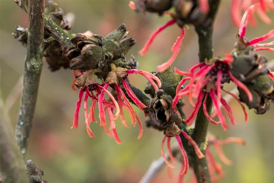 Hamamelis intermedia 'Ruby Glow' Topfgröße 5 Liter, 50- 60