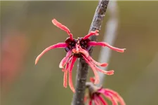 Hamamelis intermedia 'Ruby Glow' Topfgröße 5 Liter, 50- 60