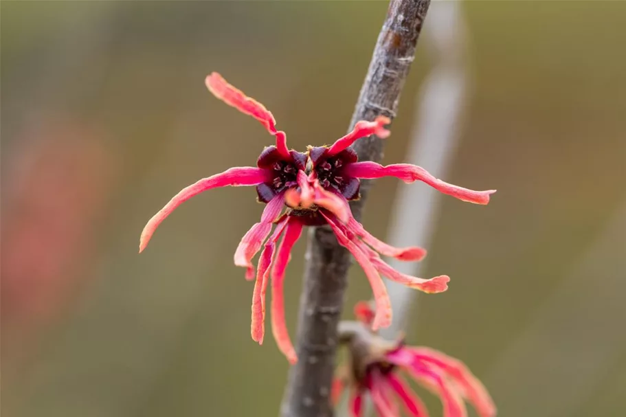 Hamamelis intermedia 'Ruby Glow' Topfgröße 5 Liter, 50- 60