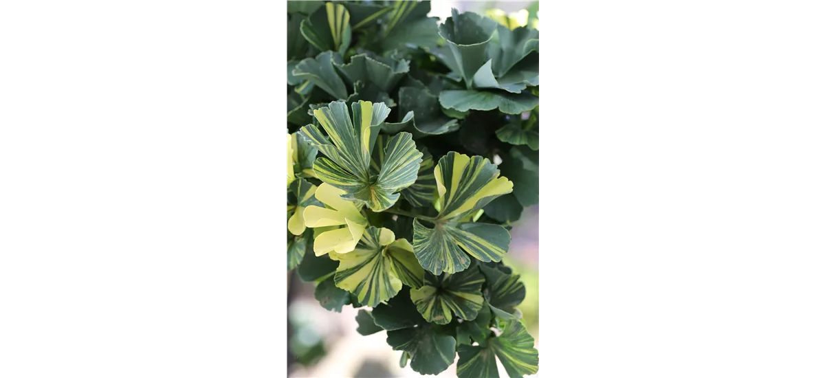 Ginkgo biloba 'Troll Select' Stammhöhe 20cm, Topfgröße 4,6 Liter (flach), Höhe 25-30cm