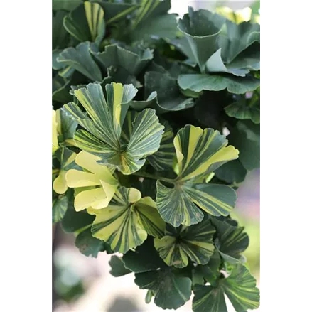 Ginkgo biloba 'Troll Select'