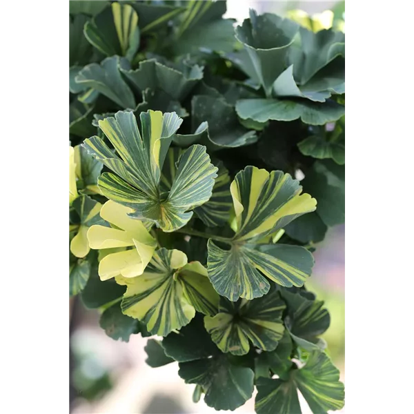 Ginkgo biloba 'Troll Select'