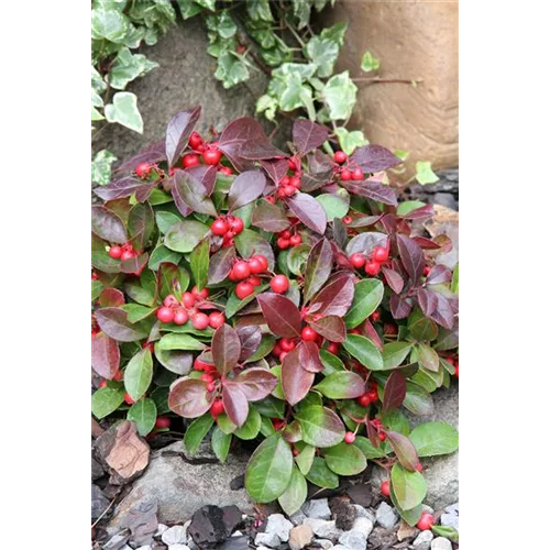 Gaultheria procumbens