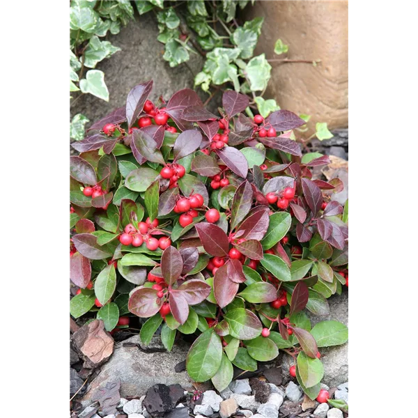 Gaultheria procumbens